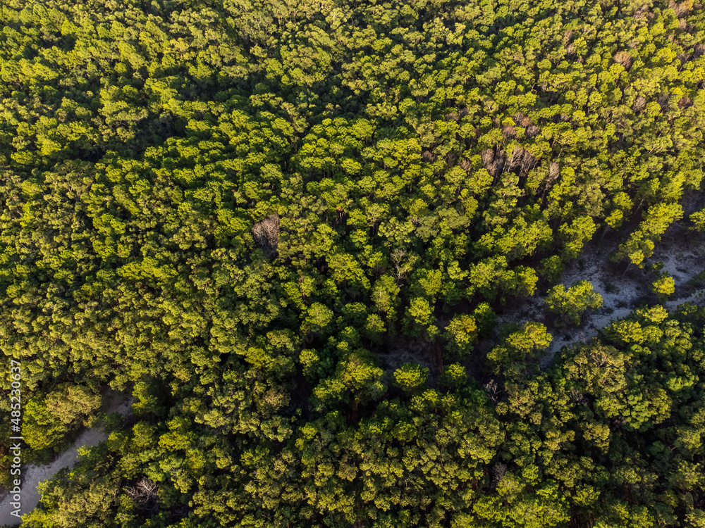 Beautiful rainforest in the Atlantic Forest in Rio Vermelho state park with tall pines and morning sun lighting. Drone view, top view