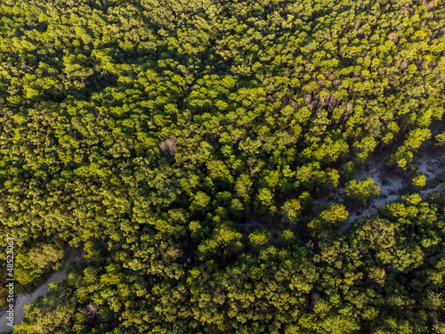 Beautiful rainforest in the Atlantic Forest in Rio Vermelho state park with tall pines and morning sun lighting. Drone view, top view