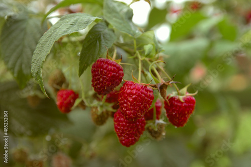 Ripe raspberry fruits on the bush in late summer 