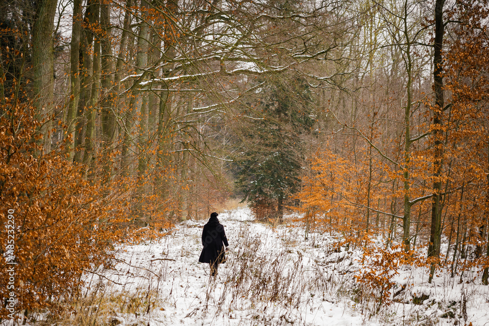 Spaziergang im Wald in Mecklenburg Vorpommern Spaziergang im Wald in Mecklenburg Vorpommern