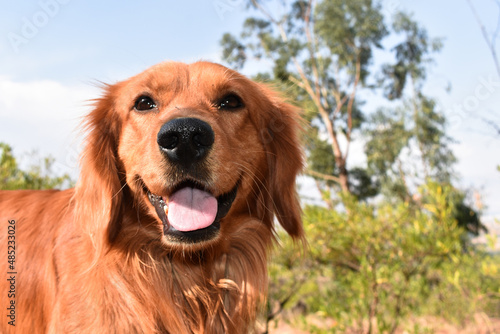 Obraz na płótnie golden retriever dog