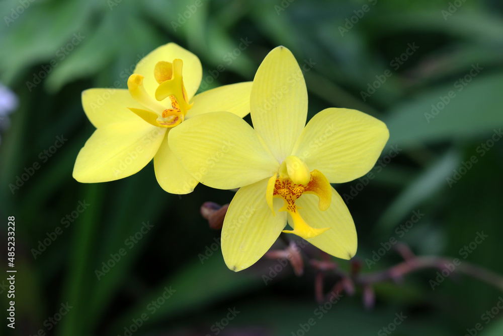 Close-up yellow flower of Spathoglottis Affinis de Vriese.