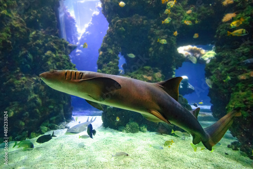 Close up of Nurse shark swimming in aquarium seabed. Ginglymostoma cirratum species in the family Ginglymostomatidae. Living in the Atlantic Ocean and Eastern Pacific photo