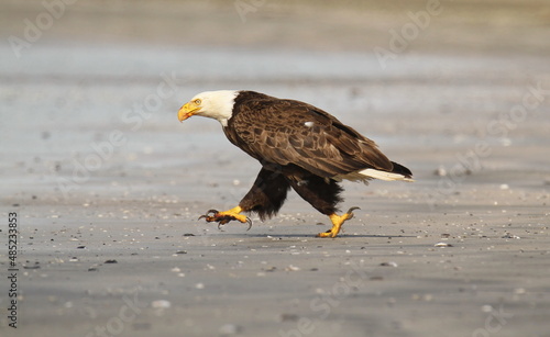 Canvas Print A Bald Eagle running down a sandy beach