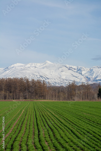 春の緑のムギ畑と雪山 十勝岳 