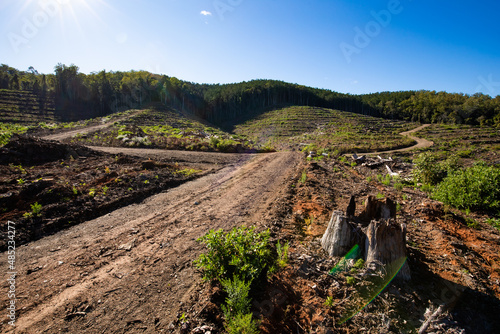 Cleared areas of a recently harvested hoop pine plantation near Kenilworth photo