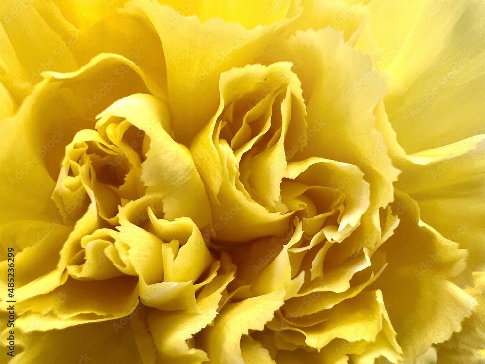 Yellow Carnation Flower