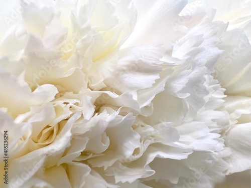 Close up white Carnations petals white flower and reflections