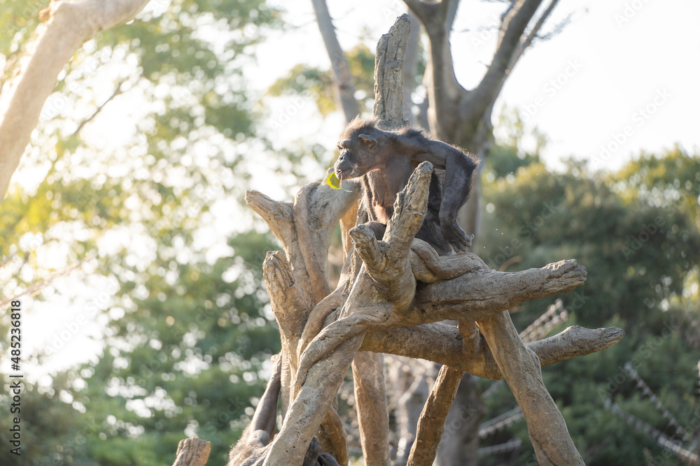 木の上で傍観するチンパンジー