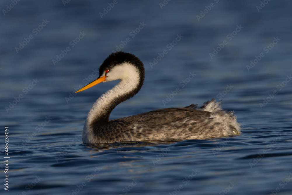 Clark’s grebe in beautiful light, seen in a North California marsh