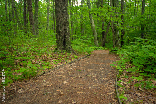 Deciduous forest in summer