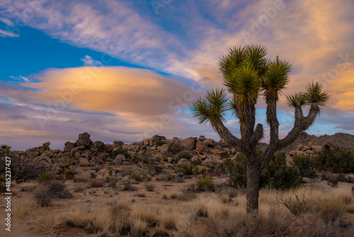 Lenticular Clouds Glow Orange With The Setting Sun While Joshua Tree Sits In Shadow
