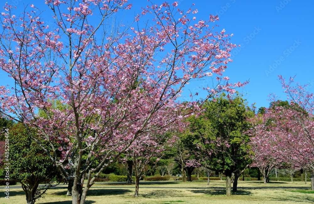 Obraz premium 穏やかな春の日 きれいに咲くピンクのさくら 風景