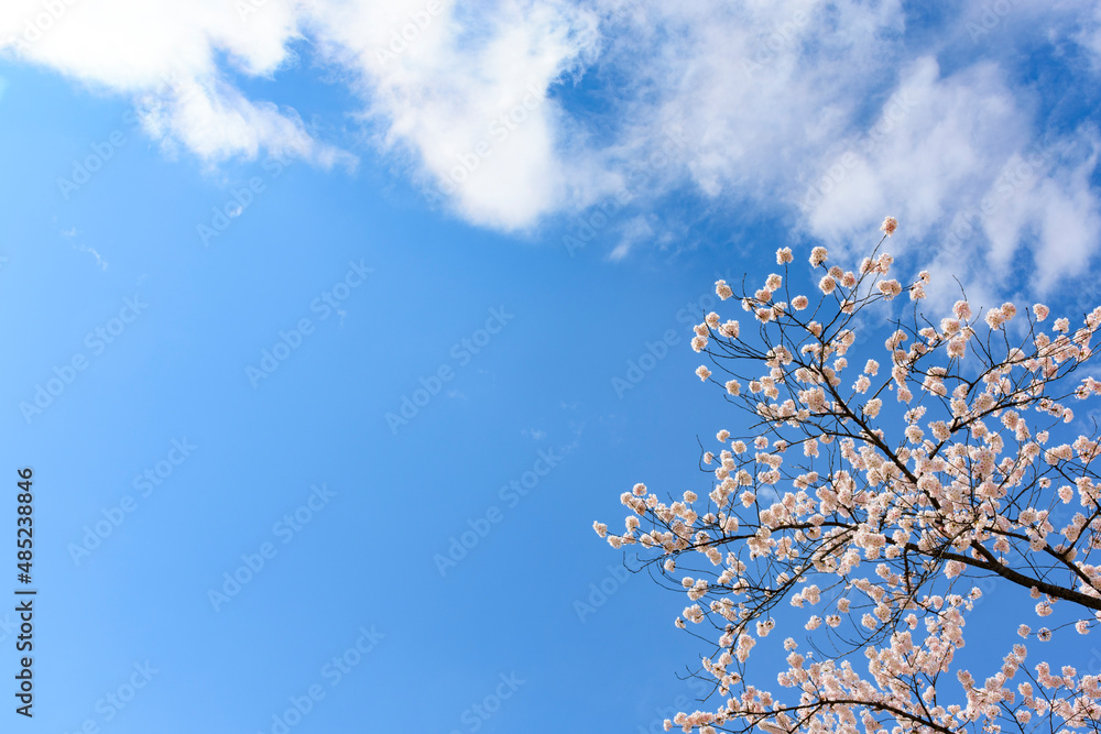 桜　花びらと青空
