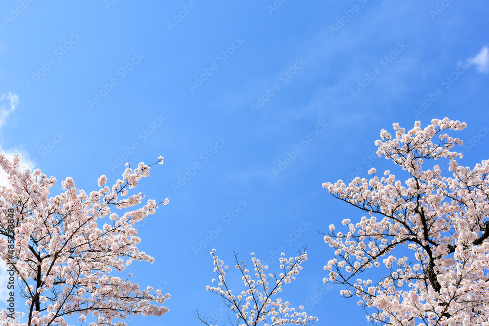 桜　花びらと青空
