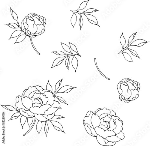 ペンで描いた牡丹のパーツ