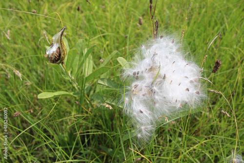 Canvas Print Milkweed seeds bursting from pods at the Chickamauga Battlefield in Georgia