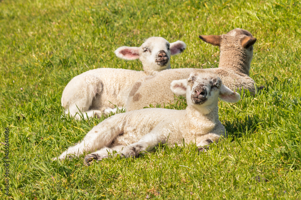 closeup of three newborn lambs basking on green grass meadow closeup of three newborn lambs basking on green grass meadow