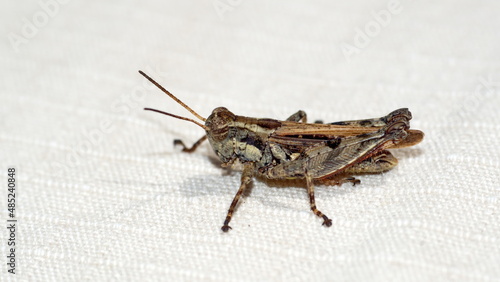 Brown grasshopper on a piece of cloth in Cotacachi, Ecuador