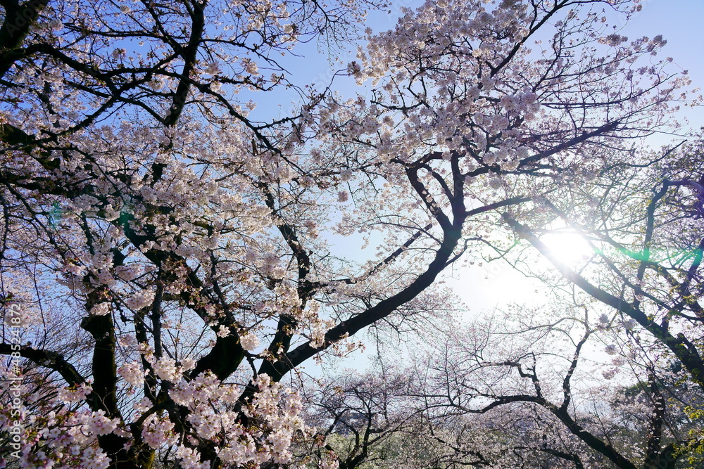 春の桜花 春の桜花