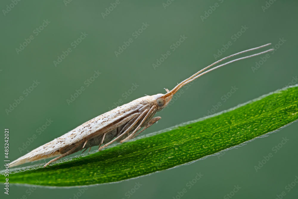 Lepidoptera insects in the wild, North China Lepidoptera insects in the wild, North China