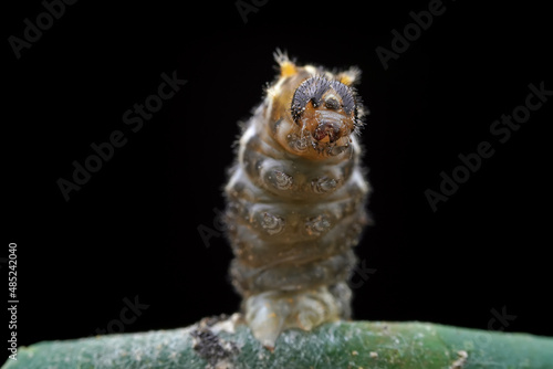 Fototapeta Naklejka Na Ścianę i Meble -  Lepidoptera larvae in the wild, North China