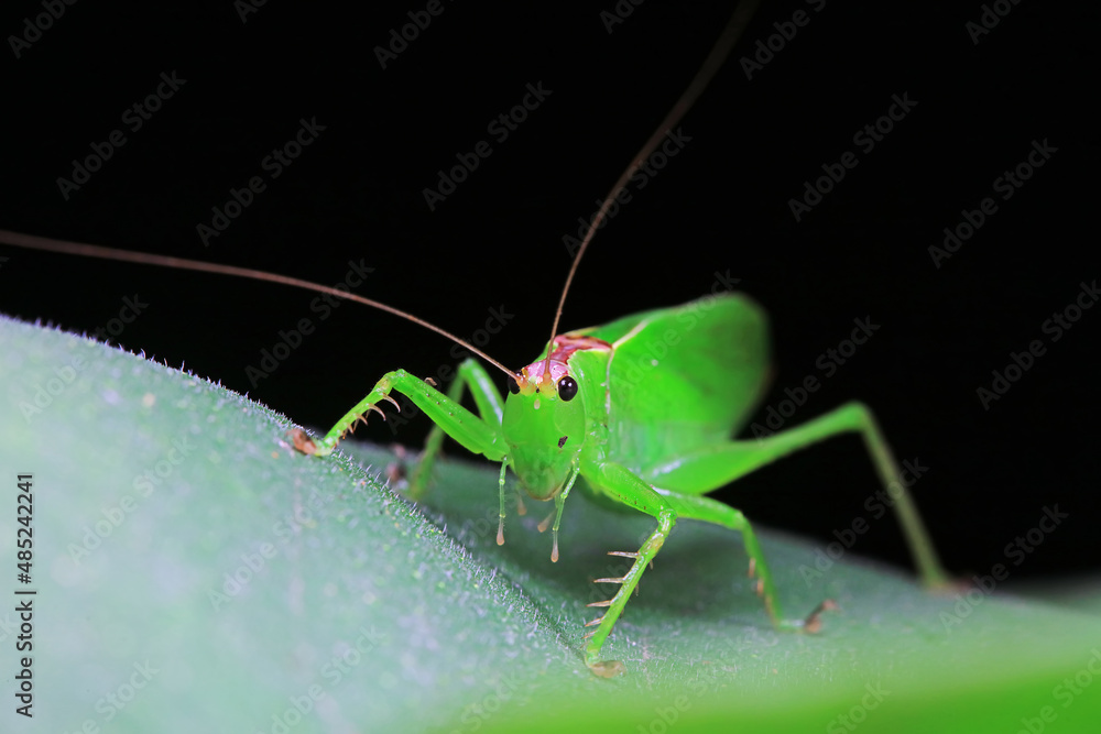 Katydid nymphs in the wild, North China Katydid nymphs in the wild, North China