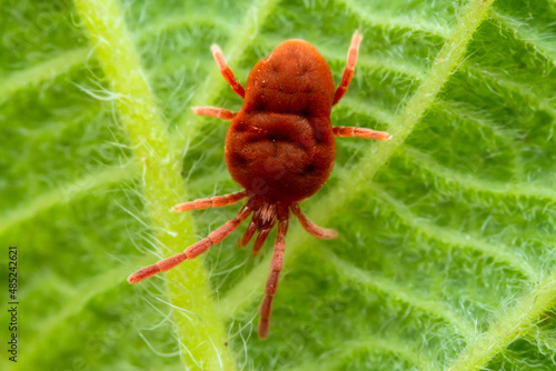 Red mites on wild plants, North China photo