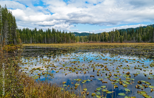 Lily pads grow in South Prairie Lake in Gifford Pinchot National Forest, Washington, USA