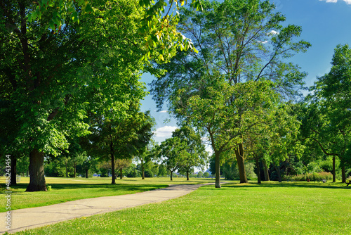 Fototapeta Naklejka Na Ścianę i Meble -  trees in the park