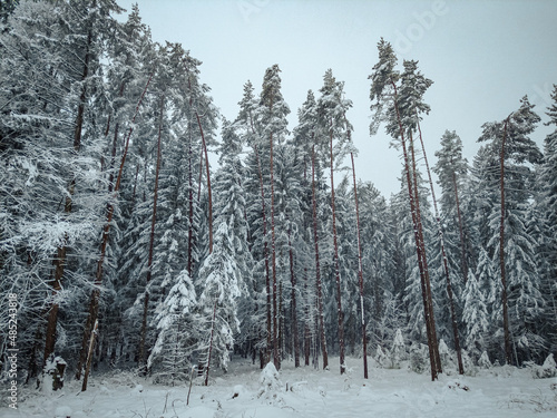 snow covered trees