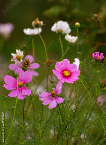 pink flowers in the garden © youm