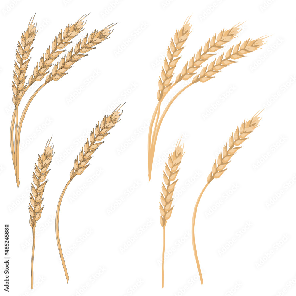 Single yellow ear with ripe grain wheat plant symbol of harvest for cereal Single yellow ear with ripe grain wheat plant symbol of harvest for cereal