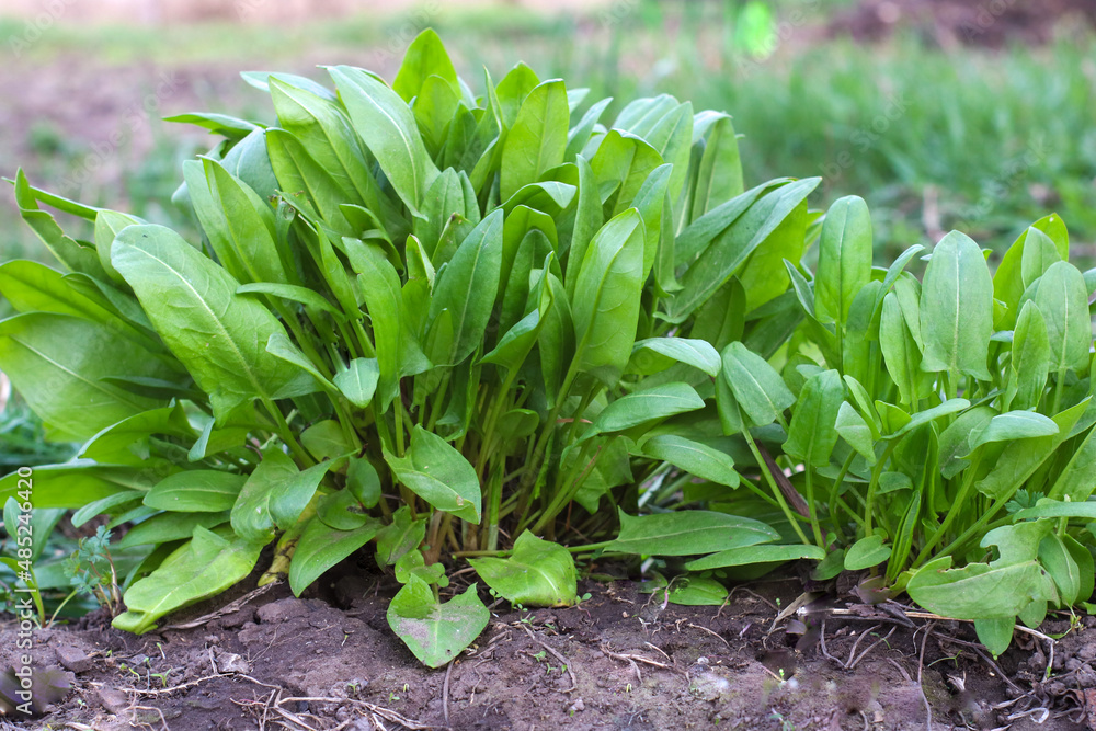 Obraz premium Sorrel. Beautiful herbal abstract background of nature. rumex acetosa. Perennial herb. Spring landscape. Popular cooking seasoning. Home plants, products. Gardening
