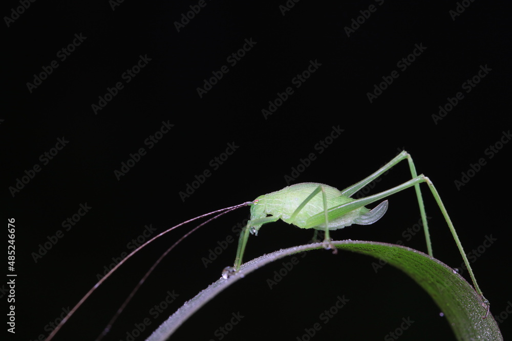 Katydid nymphs in the wild, North China Katydid nymphs in the wild, North China