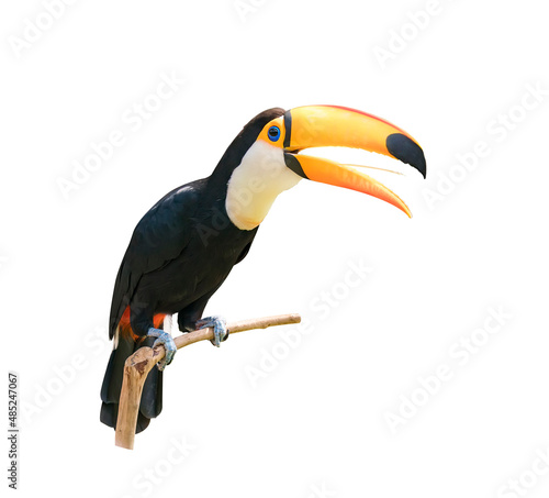 Toucan bird on a branch isolated on white photo