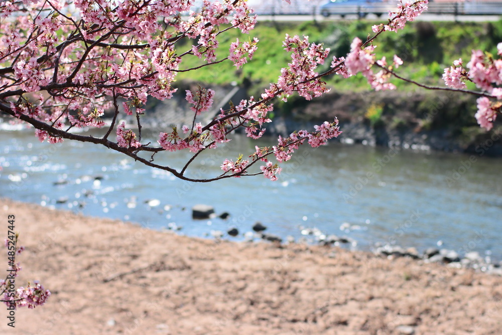 Fototapeta premium 河津桜の風景