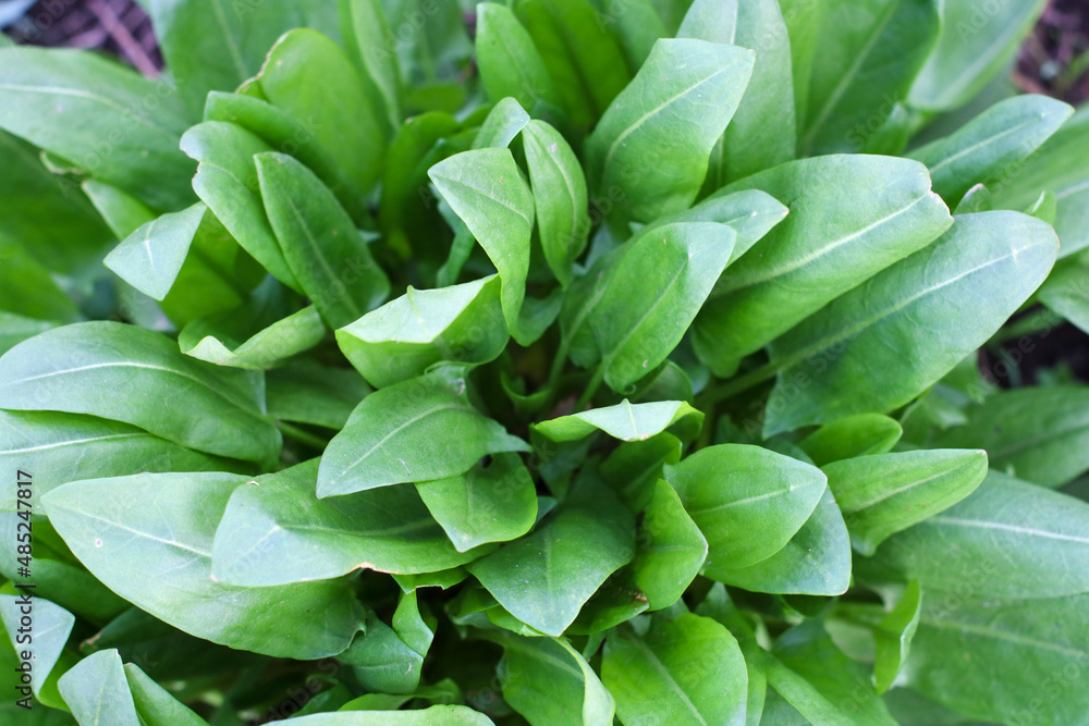 Sorrel. Beautiful herbal abstract background of nature. rumex acetosa. Perennial herb. Spring landscape. Popular cooking seasoning. Home plants, products. Gardening Sorrel. Beautiful herbal abstract background of nature. rumex acetosa. Perennial herb. Spring landscape. Popular cooking seasoning. Home plants, products. Gardening