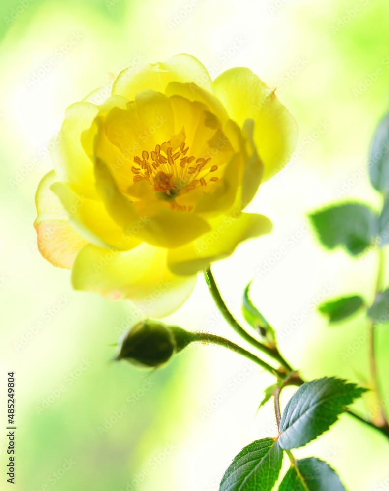 Naklejka premium yellow rose