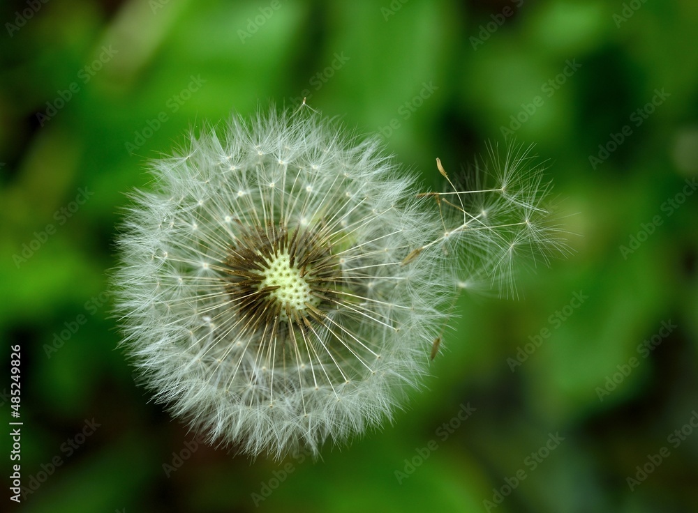 dandelion head