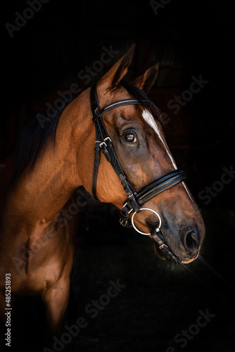 portrait of a horse © CJO Photography