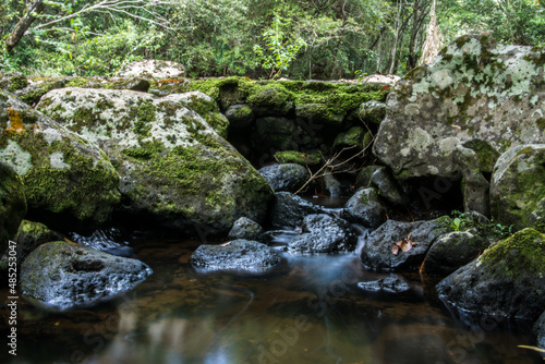 rainforest stream photo