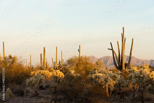 Male hiker enjoying a golden sunrise and sunset with the cactuses in Tucson Arizona in Saguaro National Park