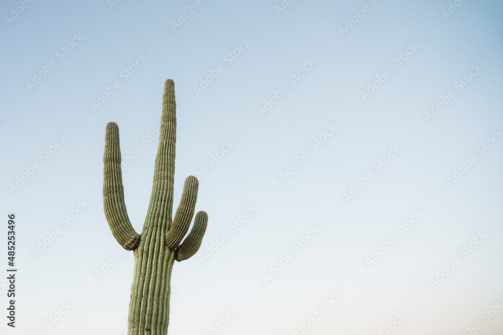 Male hiker enjoying a golden sunrise and sunset with the cactuses in Tucson Arizona in Saguaro National Park