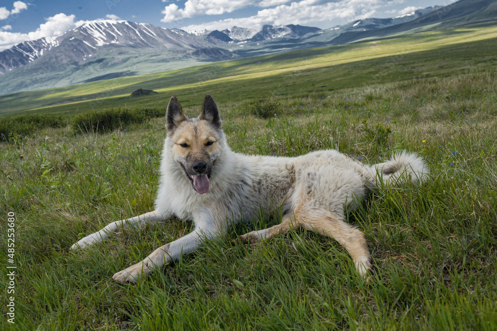 a happy dog is lying on the soft green grass in the mountains
