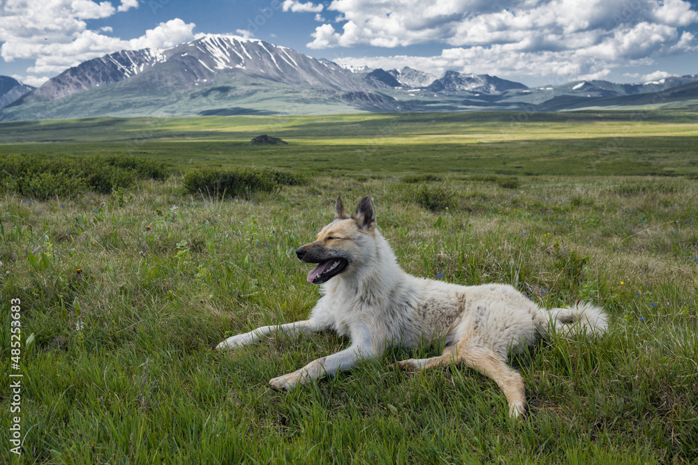 the dog is lying on the soft green grass against the background of mountains and blue sky