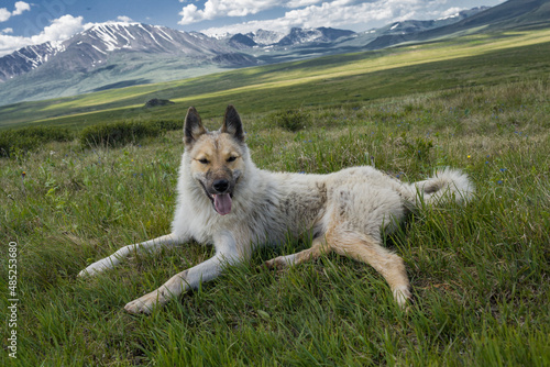 a happy dog is lying on the soft green grass in the mountains