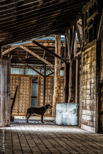 old barn with dog