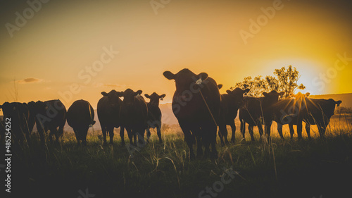 Fototapeta Naklejka Na Ścianę i Meble -  cows in the sunset