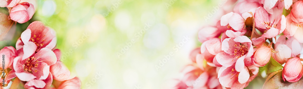 Spring banner, branches of blossoming red cherry with light bokeh background. Pink sakura flowers, copy space border banner. Spring banner, branches of blossoming red cherry with light bokeh background. Pink sakura flowers, copy space border banner.